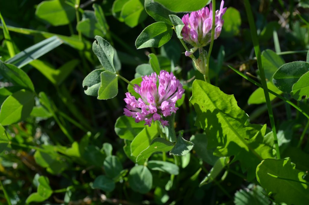 Santa Brigida (Val Brembana, BG) : Trifolium pratense